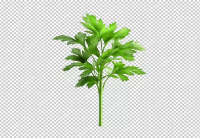 Fresh Green Parsley Herb for Cooking and Garnish High Quality Stock Image image