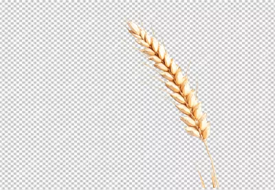 Golden Wheat Ear: Natural Cereal Grain for Healthy Food and Agriculture image