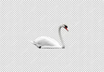 Elegant White Swan Floating Gracefully Cutout PNG for Design Projects image