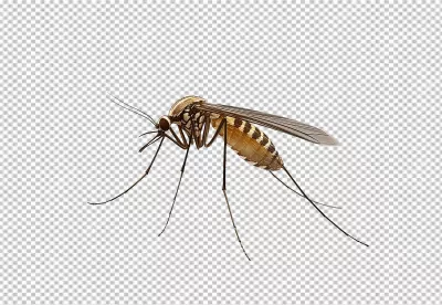 Detailed Mosquito PNG Cutout for Pest Control and Scientific Design image