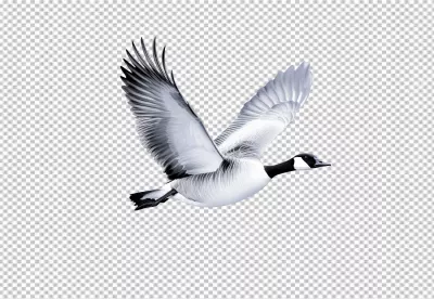 Majestic Canada Goose Flying with Wings Spread in Graceful Flight image
