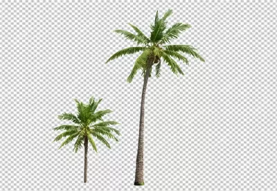 Tropical Palm Trees with Green Fronds Isolated on a Clean White Background image