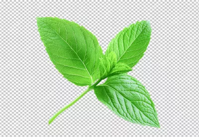 Fresh Green Mint Leaves: Aromatic Culinary Herb for Refreshing Designs image