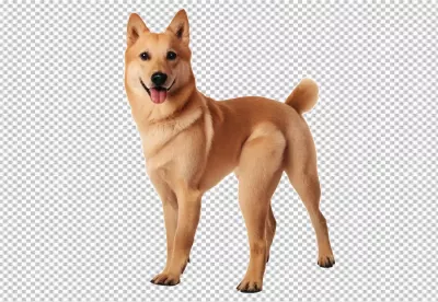 Happy Light Brown Dog Standing Alertly with Joyful Expression image