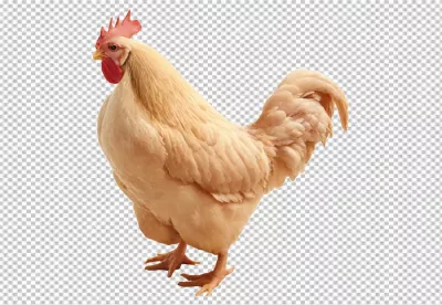 Majestic Light Cream Rooster with Red Comb Standing Confidently, Farm Poultry image
