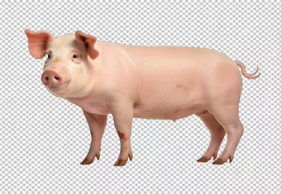 Realistic Pink Pig Standing Cutout for Farm Animal Designs image