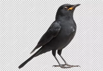 Elegant Blackbird Perched and Gazing Skyward with Bright Yellow Beak image