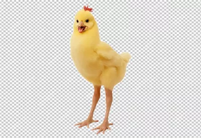 Adorable Fluffy Yellow Chick with Open Beak and Tiny Red Comb on White Background image