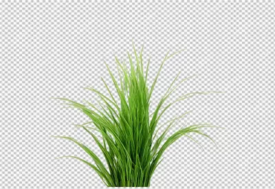 Vibrant Green Ornamental Grass Close-up for Nature Inspired Designs image