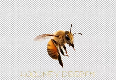 Detailed Honey Bee in Flight Isolated on White Background for Nature and Pollination image