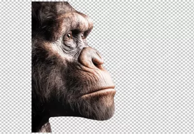 Detailed Close-Up Profile of a Chimpanzee Face PNG Cutout for Graphic Design image