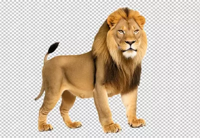 Majestic Male Lion with Golden Mane Standing Proudly on White Background image