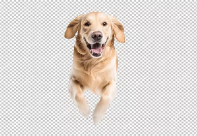 Joyful Golden Retriever Dog Running with Playful Energy for Pet Designs image