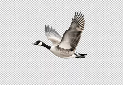 Graceful Canada Goose Flying with Wings Spread PNG Cutout for Wildlife Designs image