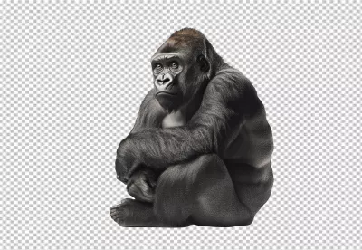 Majestic Gorilla Sitting Thoughtfully Posing for Realistic Wildlife Study image