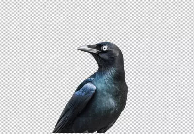Vigilant Black Crow Looking Sideways PNG Cutout for Wildlife Projects image