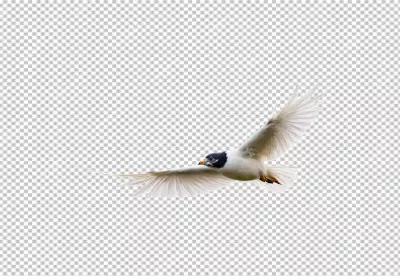 Graceful Black-Headed Bird Soaring with Wings Outstretched on White Background image