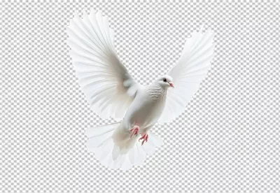 Majestic White Dove Flying with Wings Spread Symbolizing Peace and Freedom image