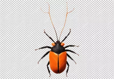 Vibrant Orange and Black True Bug Insect with Long Antennae on White Background image