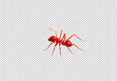 Vibrant Red Fire Ant Macro on Clean White Background image