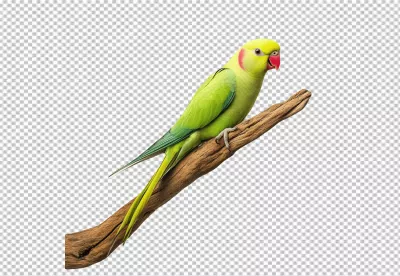 Vibrant Green Rose-Ringed Parrot Perching on Natural Branch image