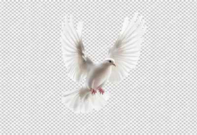 Beautiful White Dove Flying Freely. Symbol of Peace, Hope, and Freedom image
