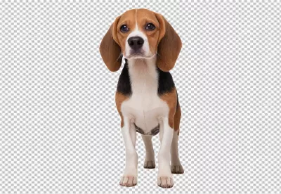 Adorable Young Tricolor Beagle Puppy Standing Alertly on Transparent Background image