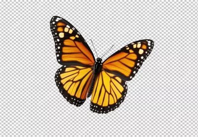 Vibrant Monarch Butterfly with Orange and Black Wings Flying image