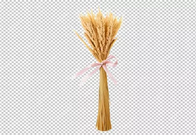 Golden Dried Wheat Stalks Bundle with Elegant Pink Ribbon on White Background image