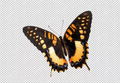 Vibrant Orange and Black Tropical Butterfly PNG for Design Projects image