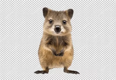 Adorable Smiling Quokka Looking at Camera for Joyful Designs 6050 image