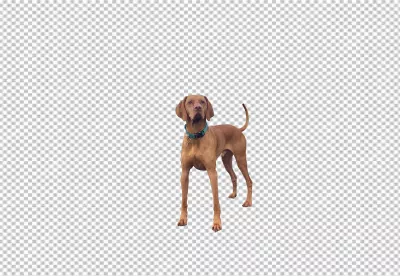 Beautiful Vizsla Dog Standing with Blue Collar on Transparent Background image