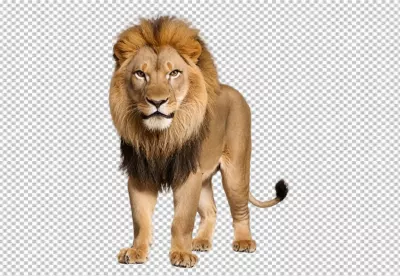 Majestic African Lion Full Body Portrait Standing Proudly Looking Forward image
