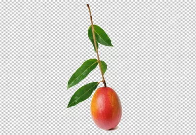 Juicy Red Plum Fruit Hanging from Branch with Lush Green Leaves image