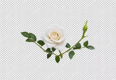 Elegant White Rose Blossom with Green Leaves and Developing Bud Transparent PNG image