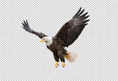 Dynamic bald eagle soaring freely with wings fully extended in clear flight image