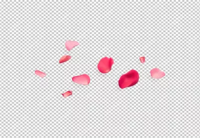 Vibrant pink and red rose petals gracefully scattered for romantic designs. image