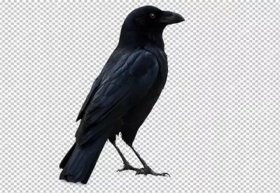 Majestic Black Crow Perched on White Background Side View image