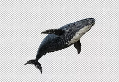 Majestic Humpback Whale Leaping, Dynamic Marine Wildlife PNG for Design image