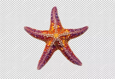 Vibrant Starfish Marine Life Cutout for Ocean Designs image