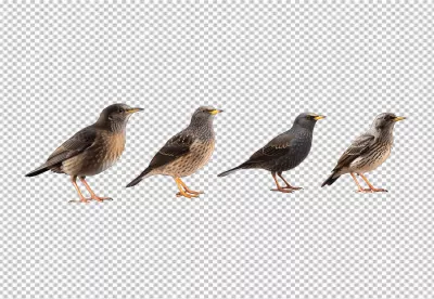 Four European Starlings Standing Avian Wildlife PNG Image image
