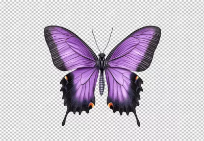 Exquisite Purple Butterfly PNG for Elegant Nature Designs and Creative Projects image