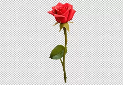 Elegant Red Rose Blossom with Green Leaf and Stem for Romance image