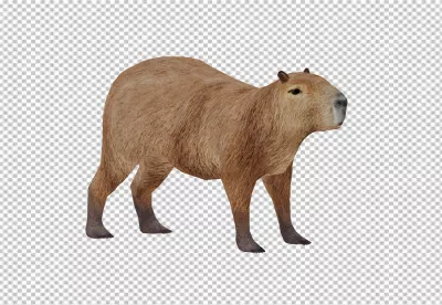 Realistic Brown Capybara Standing Isolated on Transparent Black Background image