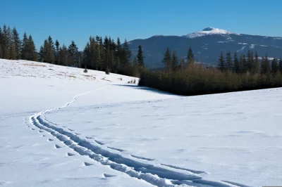 Ski Tracks Winding Through Snowy Mountain Landscape with Evergreen Trees image