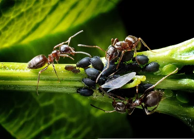 Intricate Macro World of Ants and Aphids on Lush Green Plant Stem image