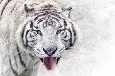 Majestic White Tiger Portrait with Piercing Blue Eyes and Open Mouth in Wildlife image