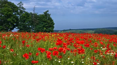 Vibrant Red Poppy Field Under Cloudy Sky in Lush Rural Landscape image