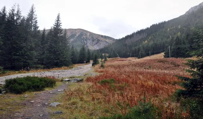 Mountain Valley Path Winding Through Autumn Forest Landscape Under Overcast Sky image