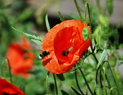 Vibrant Red Poppy Flower with Bumblebee Pollinating in a Sunny Garden image